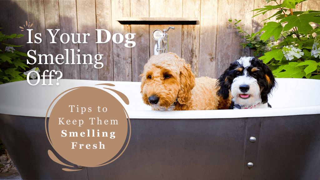Is Your Dog Smelling Off? Tips to Keep Them Smelling Fresh Is Your Dog Smelling Off? Tips to Keep Them Smelling Fresh